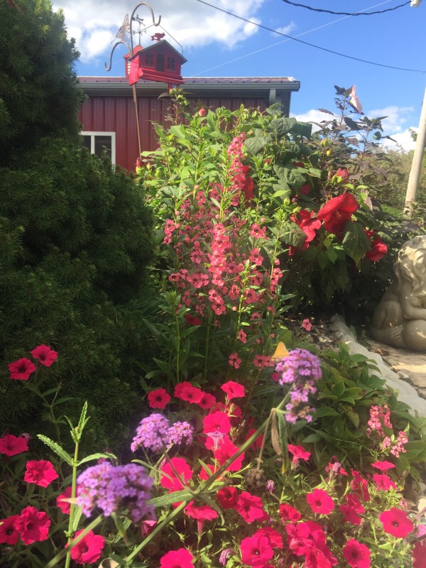 Summerifiq Hibiscus | Summer Snapdragons | Supertunias Vista Fuchsia