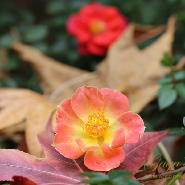 'Oso Easy' Paprika in the Fall | Falling Leaves