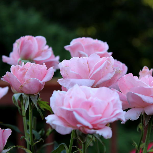 Queen Elizabeth In The Garden