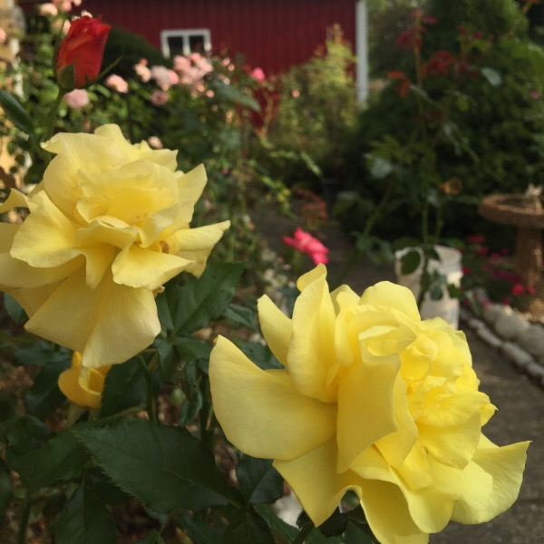 'Sunsprite' Blooming on Labor Day Week-End