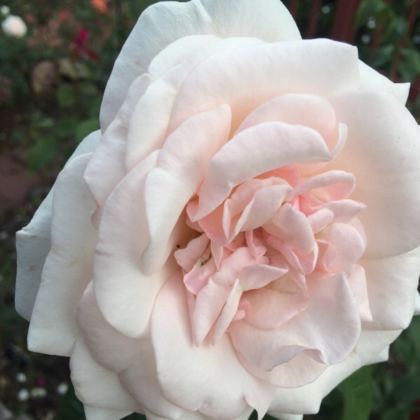 'Francis Meilland' hybrid tea rose, winner of Biltmore International Rose Trials 'Pauline Merrell Award for Best Hybrid Tea Rose 2015'