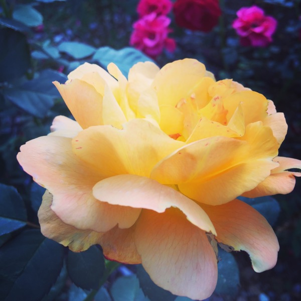 'Good As Gold' Hybrid Tea Rose. Bold, beautiful, double-dipped yellow burnished with a touch of golden red, its a heart stopper!