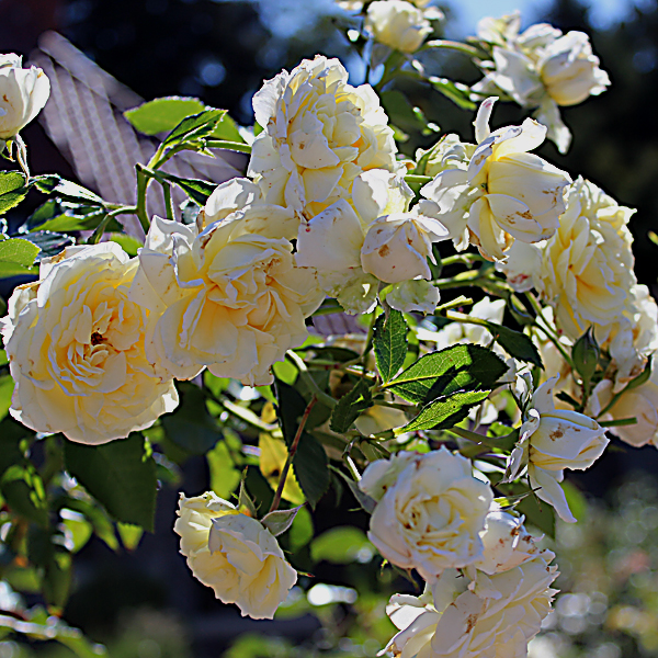 'Polar Expressâ„¢ SunbeltÂ®' Rose ArboroseÂ® Collection | Single bloom shot taken of winning shrub Sunday, September 26, 2016