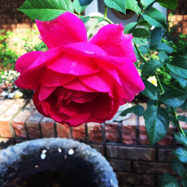 'Pretty Lady Rose' hybrid tea rose