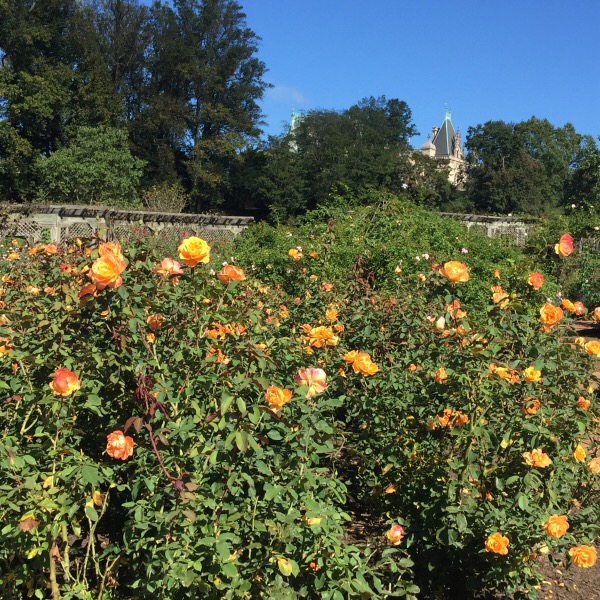 'Strike It Rich' A Perfect Rose Color Match | The Biltmore House in the Distance