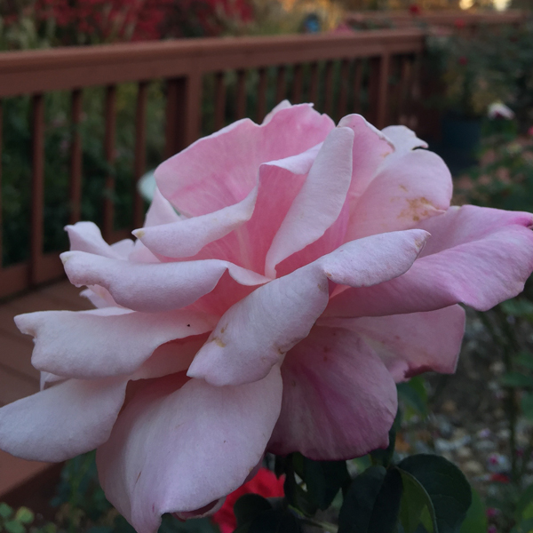 'Memorial Day' Blooming on a Fall Day in Illinois