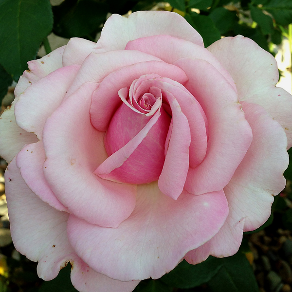 Memorial Day Blooming in the Garden in Illinois