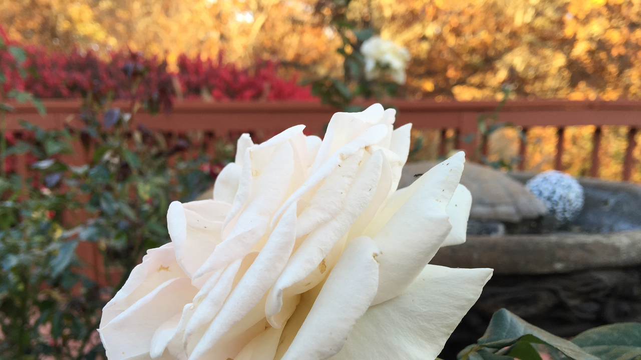 Fall Scene in the Rose Garden