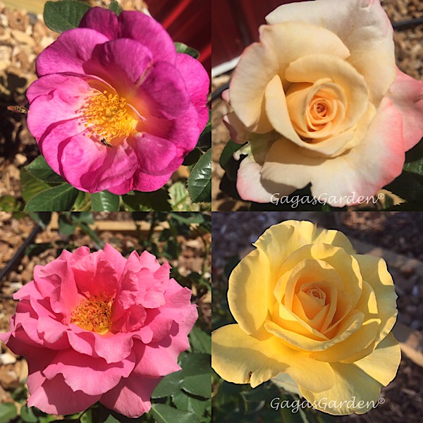 Rose Beautique: April 2016