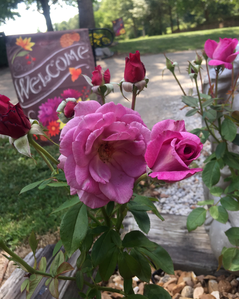 'Sugar Plum' Cascades of Candelabras of Fragrant Plum Roses in Fall