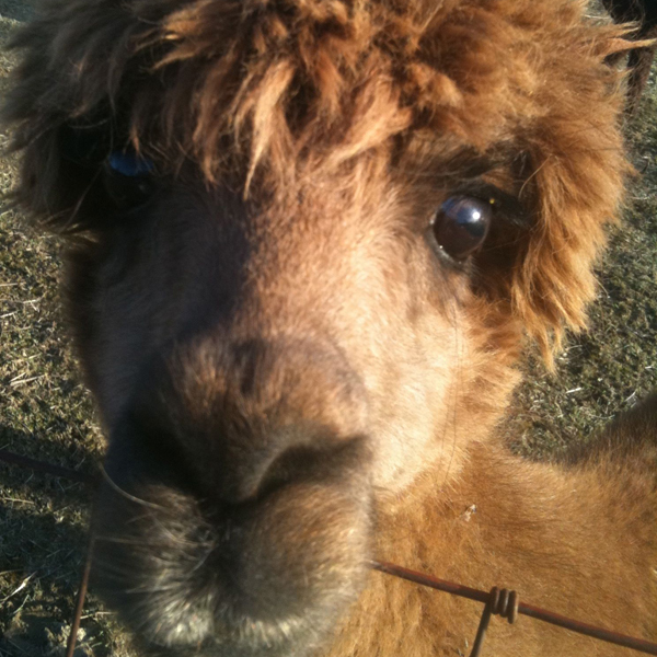 Alpaca | My New Neighbor In The Country