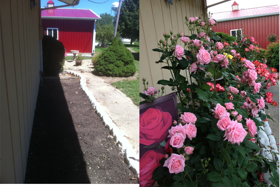 Floribunda Rose Garden | Before and After