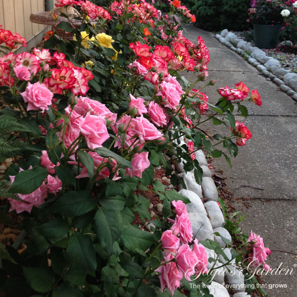 Floribunda Rose Garden In Bloom | Rapid Bloom Cycle | Profusion of Showy Blooms