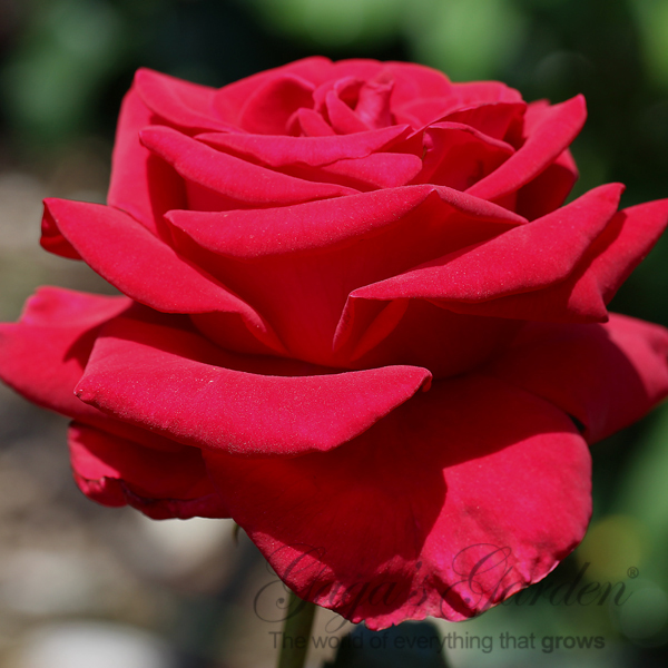 11 Tips To Get Your Roses Ready For Winter – Gaga’s Garden