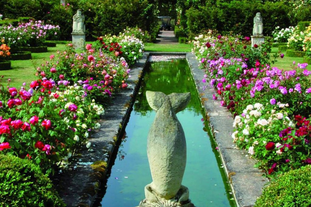 The David Austin Rose Garden at Albrighton, England