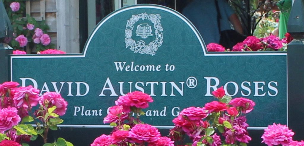 Welcome to David Austin Roses