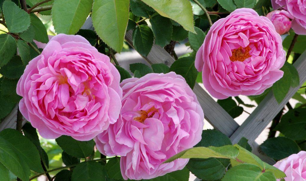 'Constance Spryâ€™ the Progenitor of â€œEnglish Rosesâ€