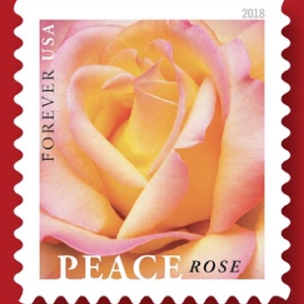 Rich Baer's Photo of the 'Peace' Rose