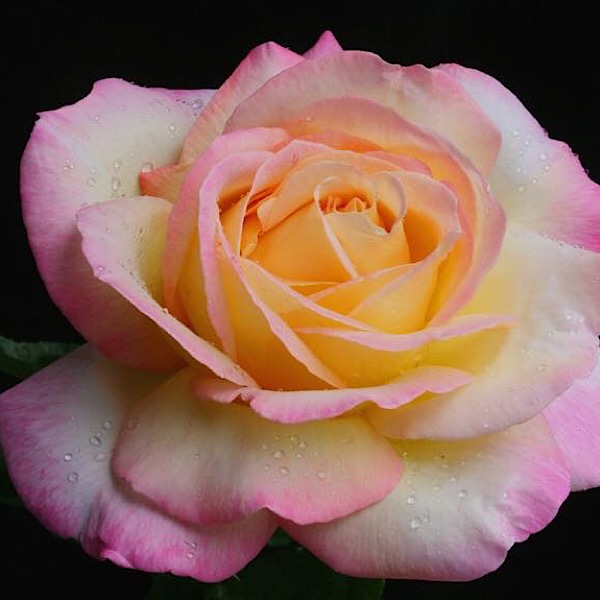 'Peace' The most popular rose in the world | A photo by Mr. Rich Baer