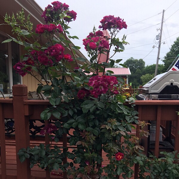 'Stormy Weather' Next to the Deck