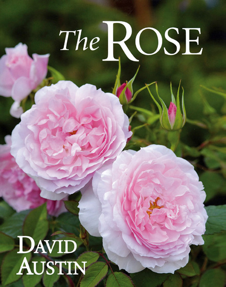 'The ROSE' by David Austin