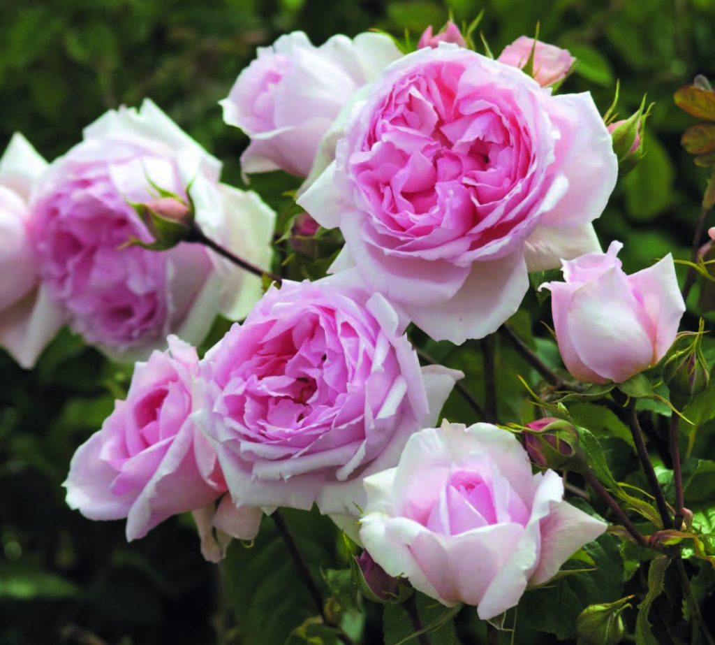 'The Wedgewood Rose'