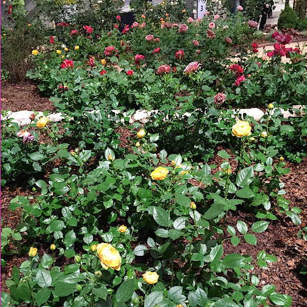 'Julia Child' | Easy~To~Love Roses by Weeks Roses Donated by Weeks Roses Forced Into Bloom for The Chicago Flower & Garden Show In March