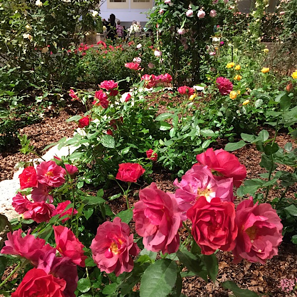 'Cinco de Mayo' | Easy~To~Love Roses by Weeks Roses Donated by Weeks Roses Forced Into Bloom for The Chicago Flower & Garden Show In March