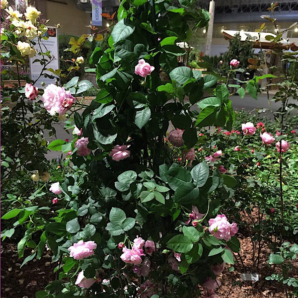 David Austin Rose in Bloom