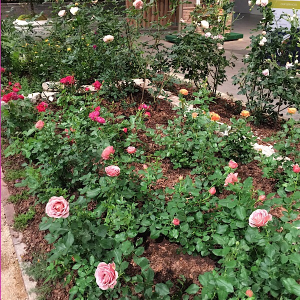 Chicago Flower & Garden Rose Garden in Bloom