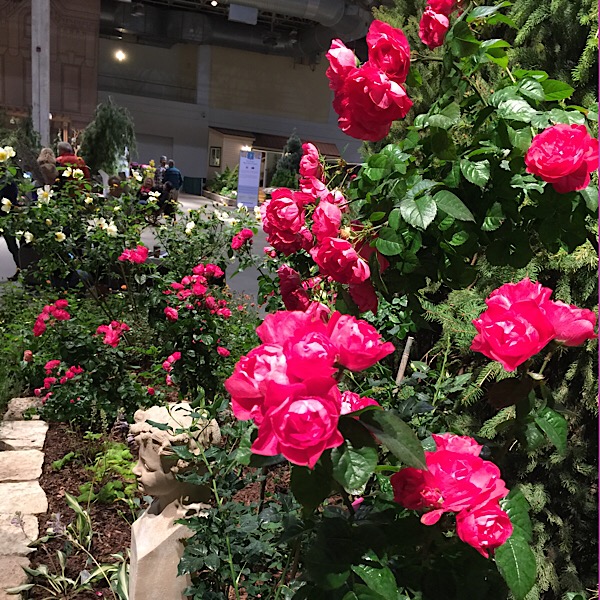 'Party Hardy' bred by Christian Bedard in Bloom at the Chicago Flower & Garden Show