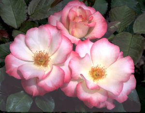 Birthday Girl Rose For March 2018 Photo by Rich Baer | Portland Rose Society