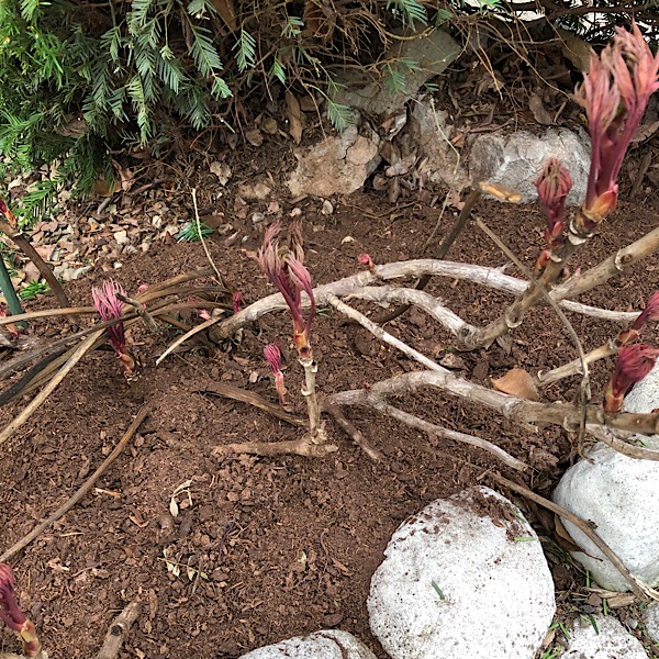 'Black Dragon' Tree Peony Growth on 'Old Wood'Canes from last year