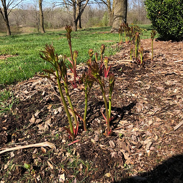 Peony Results After Dividing