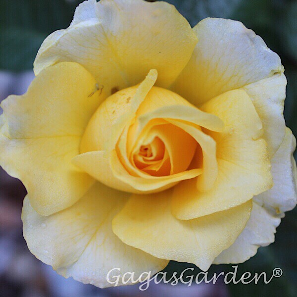 'Doris Day' Rose