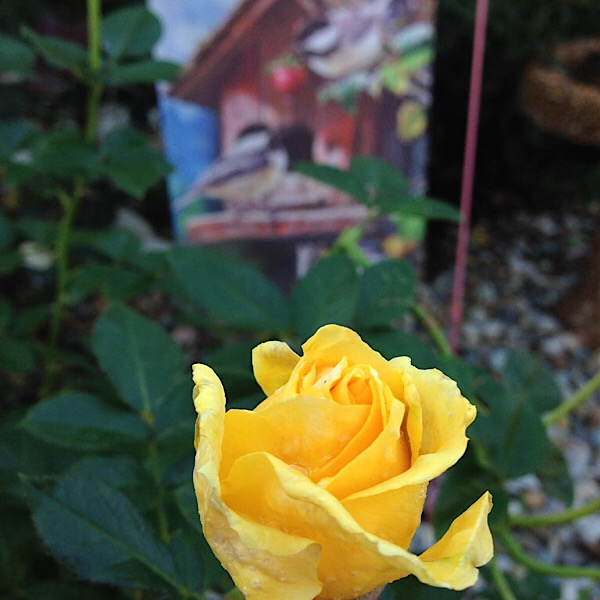 'Doris Day' Floribunda | Bud in Gaga's Garden