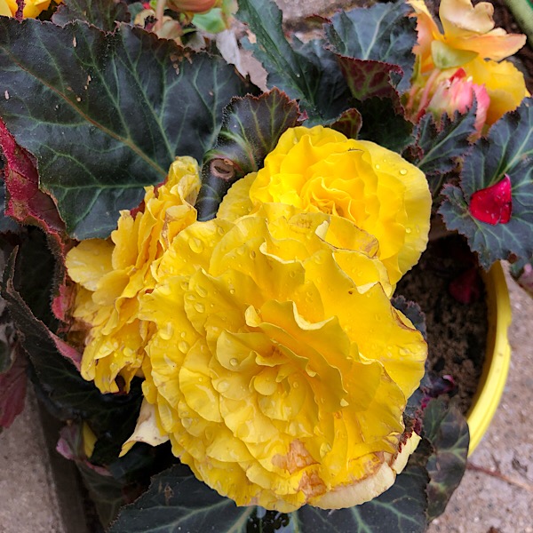 Yellow Tuberous Begonia In Containers