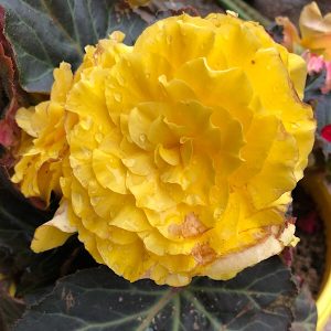 Yellow Single Flower Tuberous Begonia