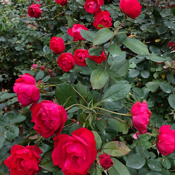 Top Ten New Roses – Gaga's Garden