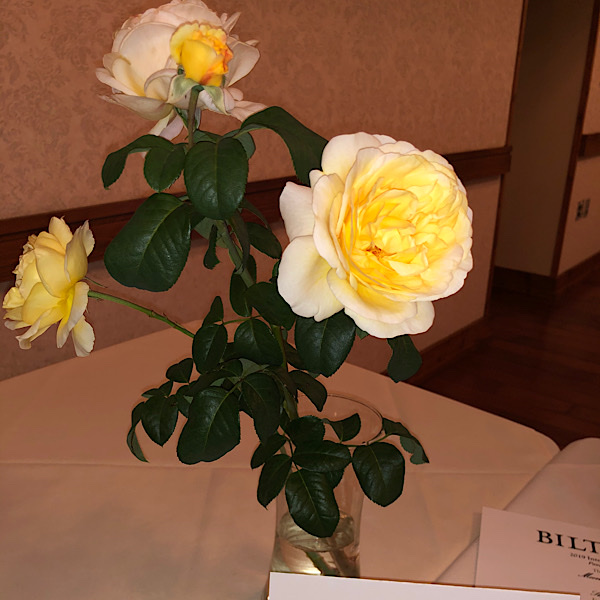 'Pauline Merrill Award' 'Moonlight Romantica' Hybrid Tea Rose bred by Meilland Roses 'Best Hybrid tea Rose'