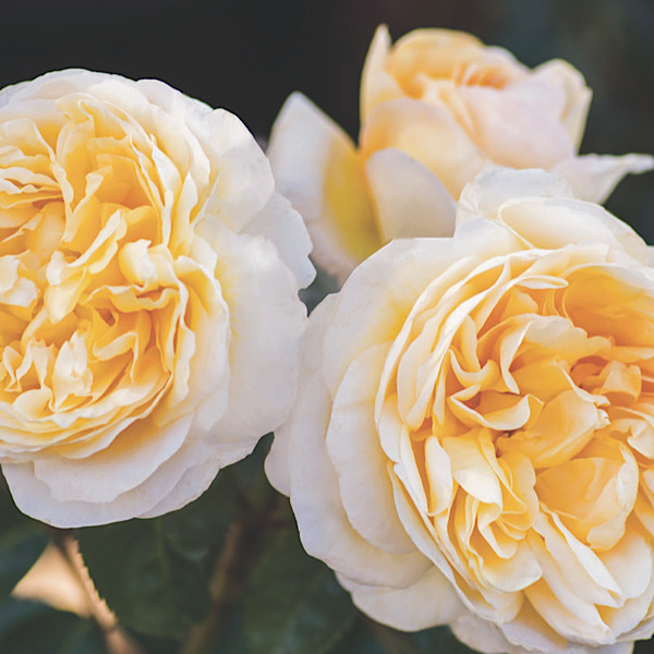 'Pauline Merrill Award' 'Moonlight Romantica' Hybrid Tea Rose bred by Meilland Roses 'Best Hybrid tea Rose'