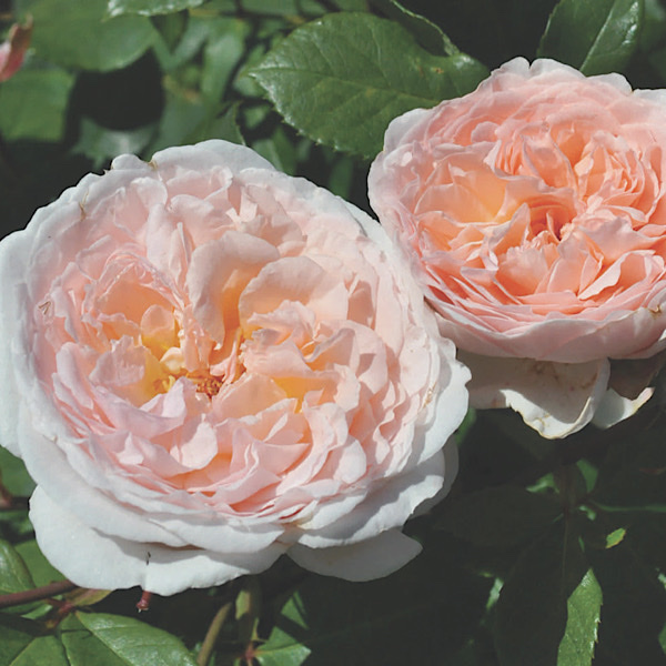 'Edith Wharton Award' 'Bliss Parfuma' bred by Kordes Roses' 'Best Floribunda'