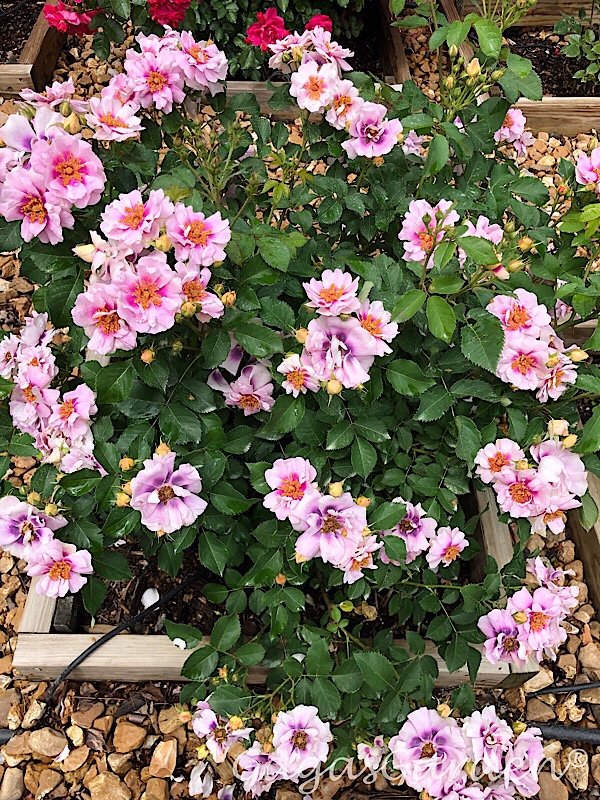 To Show A 'Easy On The Eyes' Shrub In Bloom