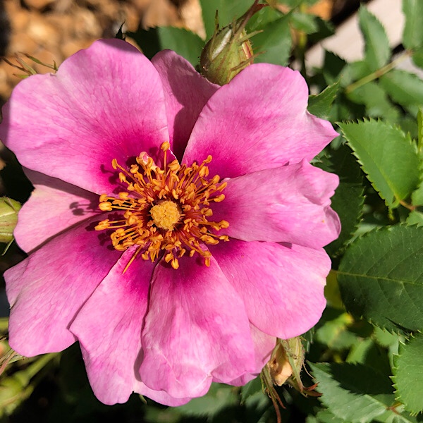 'In Your Eyes' Heart Shaped Bloom