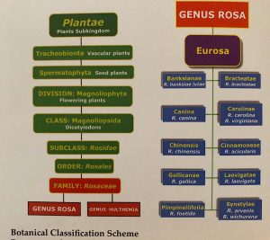 Botanical Classification Scheme