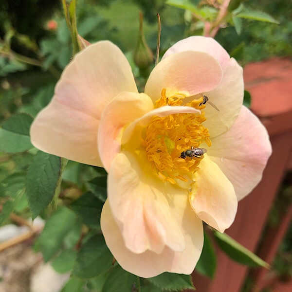 'Above And Beyond' by Bailey Nurseries bred by David Zlesak is an Award Winning Apricot Climbing Rose, the First to Bloom of Gaga's Garden Spectacular Rose Garden 